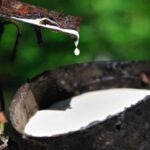 Blog 2 : What Is Natural Rubber?